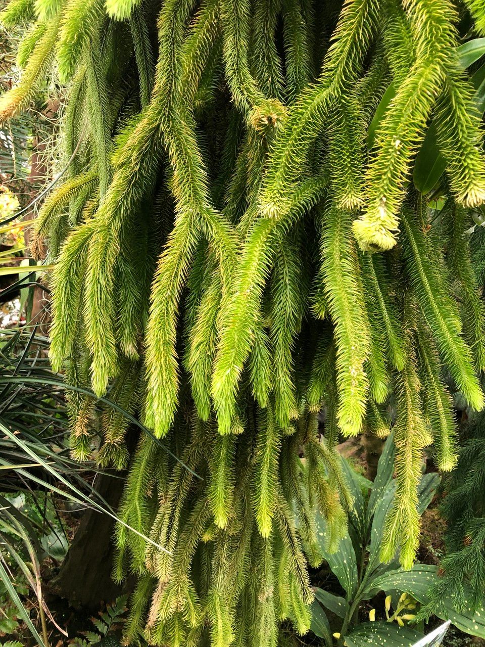 Lycopodium squarrosum habit