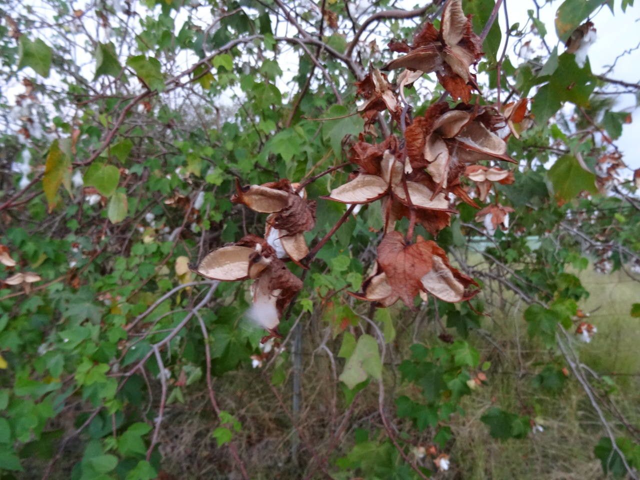 Gossypium spp. — search result for 'Gossypium'