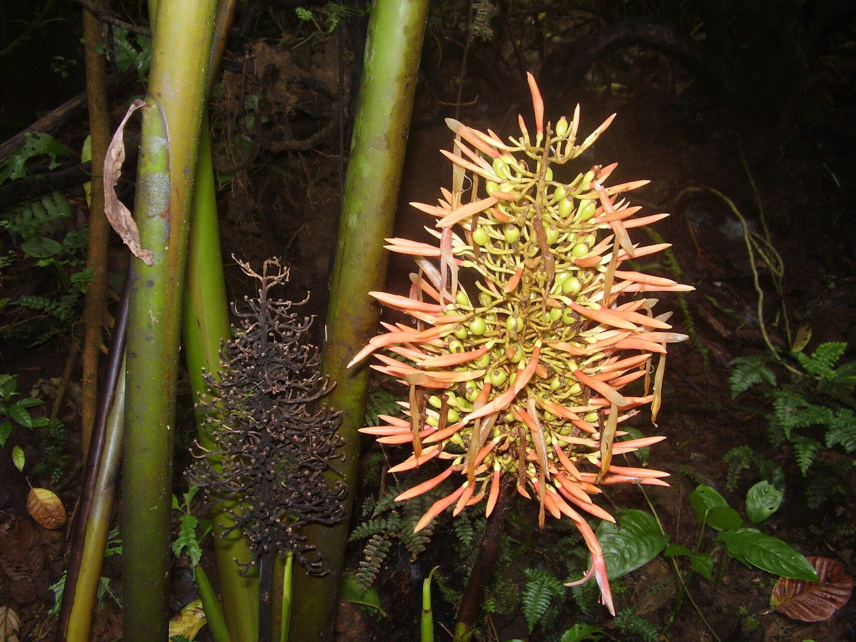 Renealmia sancti-thomae — search result for 'Renealmia'