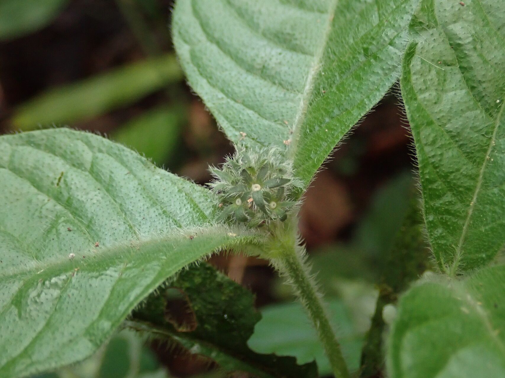 Psychotria rubripilis — houseplant care guide