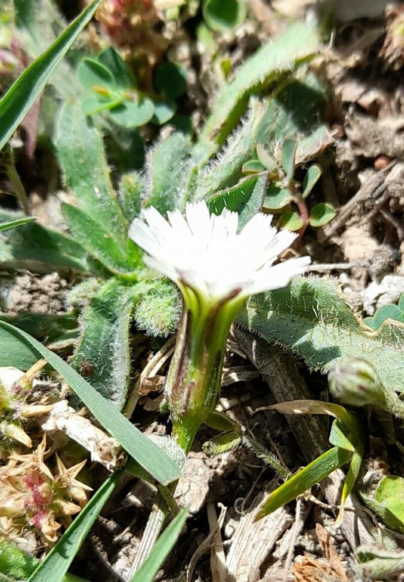 Hypochaeris albiflora flower