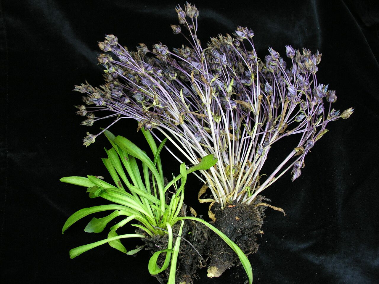 Swertia multicaulis habit