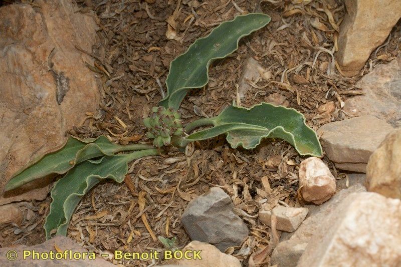 Ranunculus calandrinioides habit