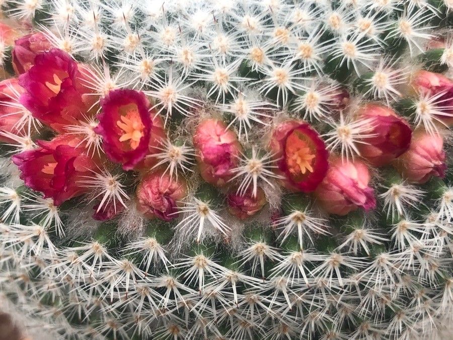 Mammillaria supertexta flower