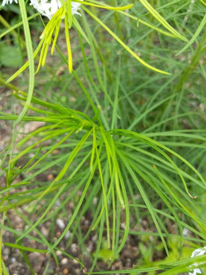 Amsonia ciliata — related species from the same genus