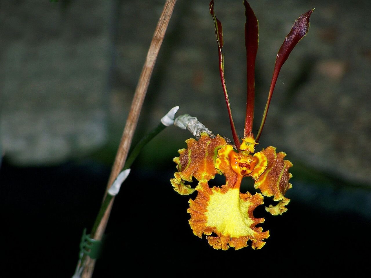 Psychopsis krameriana flower