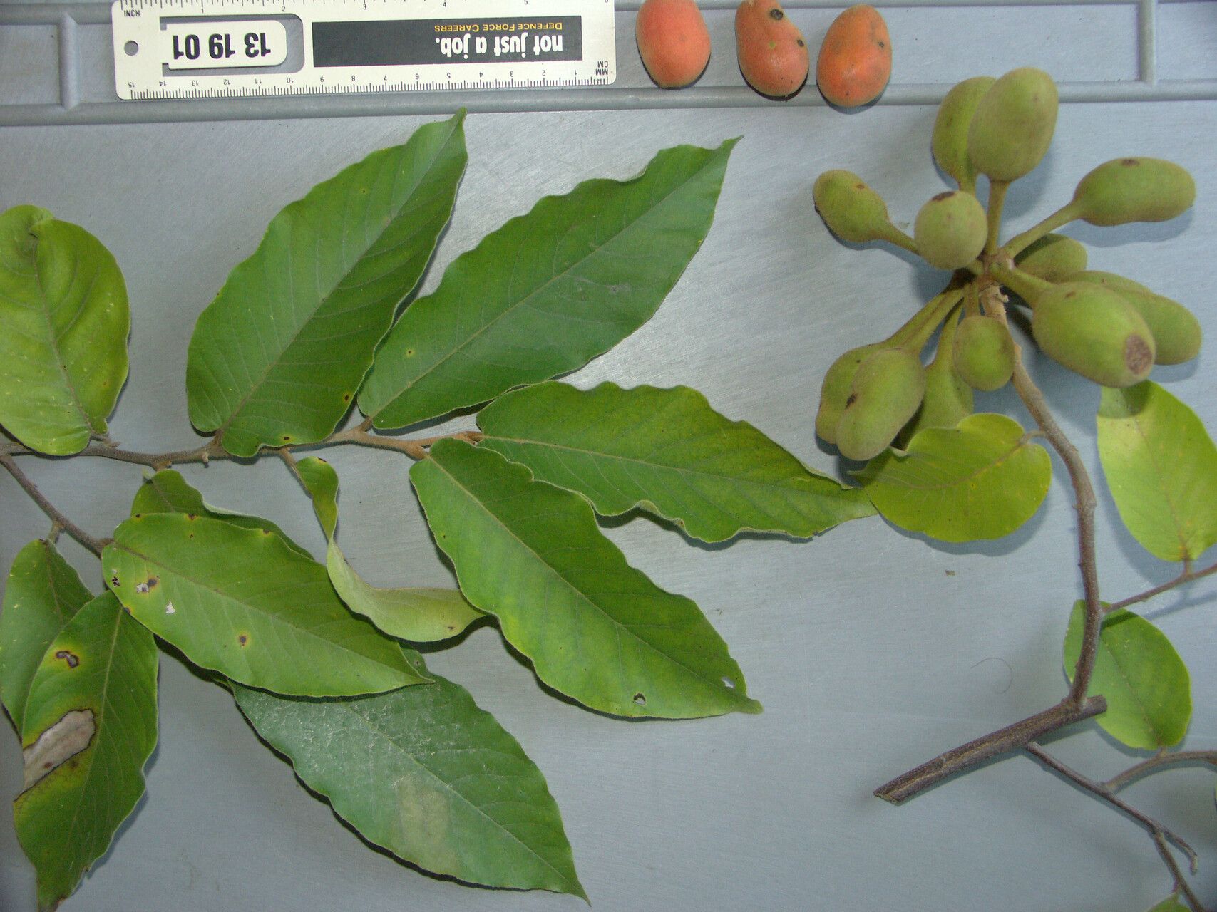 Uvaria rufa fruit