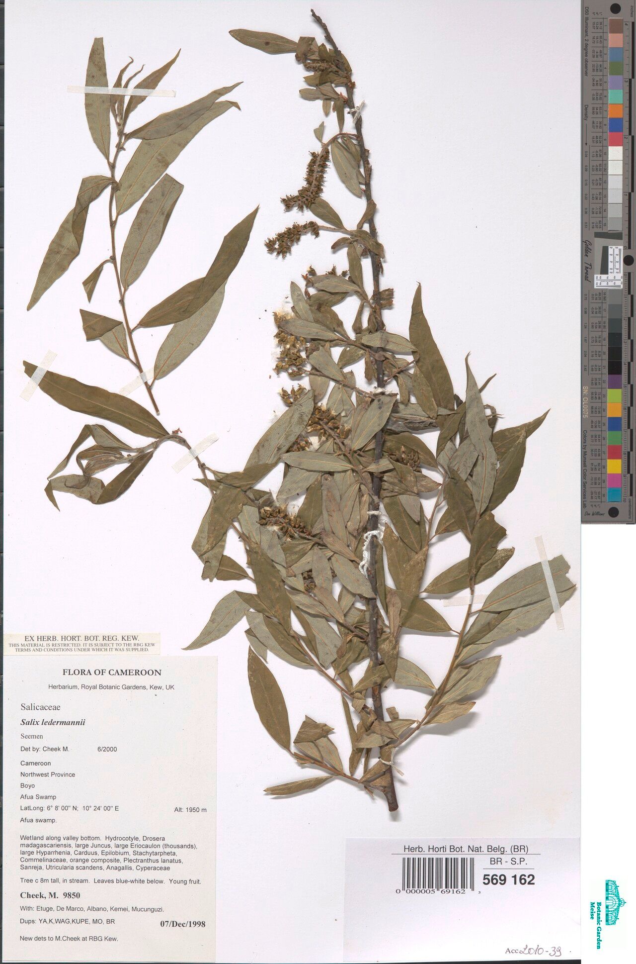 Salix ledermannii — houseplant care guide