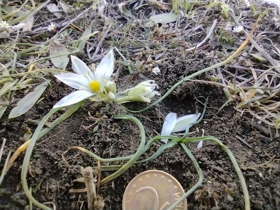 Ornithogalum refractum flower