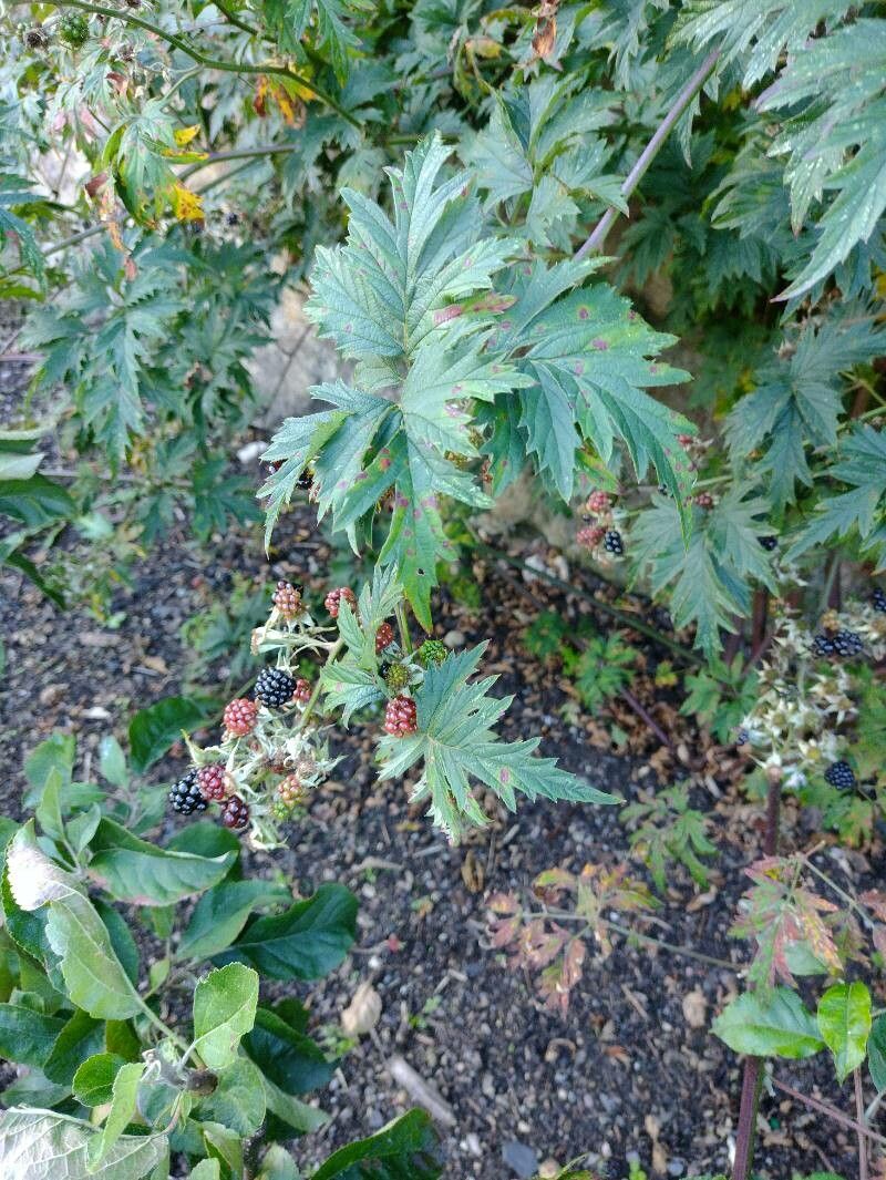 Rubus nemoralis leaf