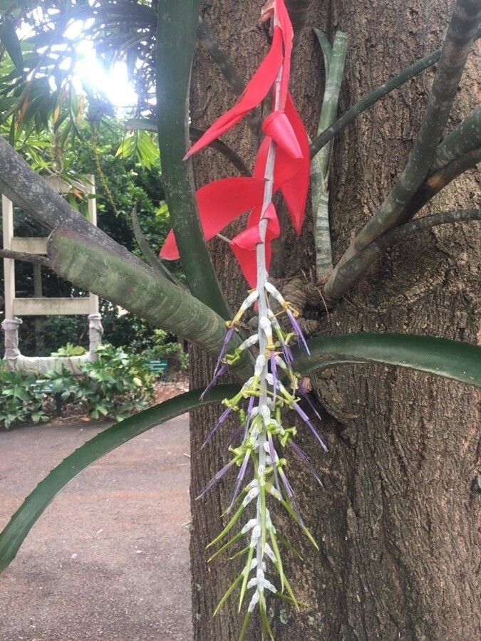 Billbergia zebrina flower