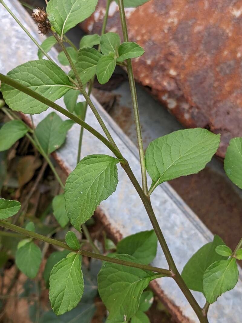 Cyanthillium patulum — related species from the same genus