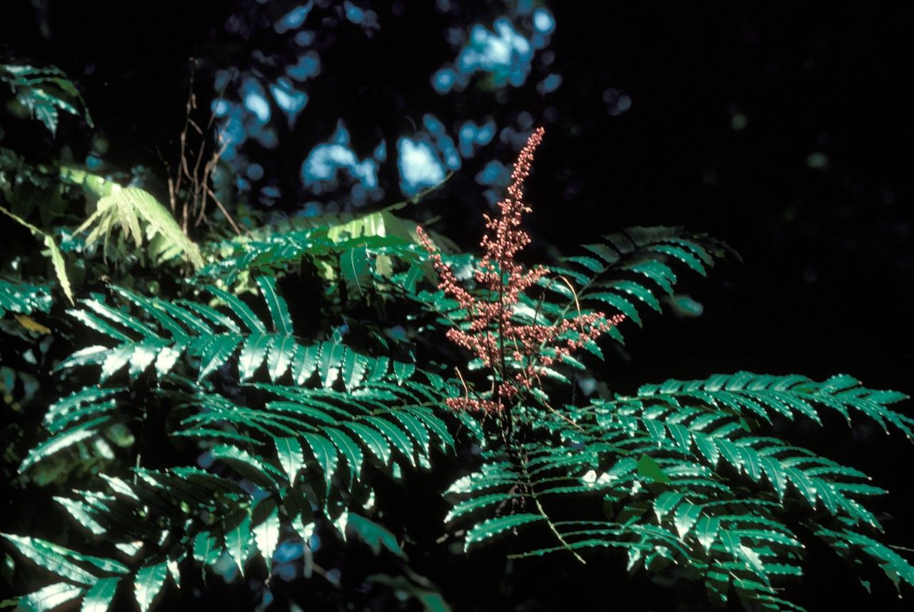 Lepisanthes amoena — related species from the same genus