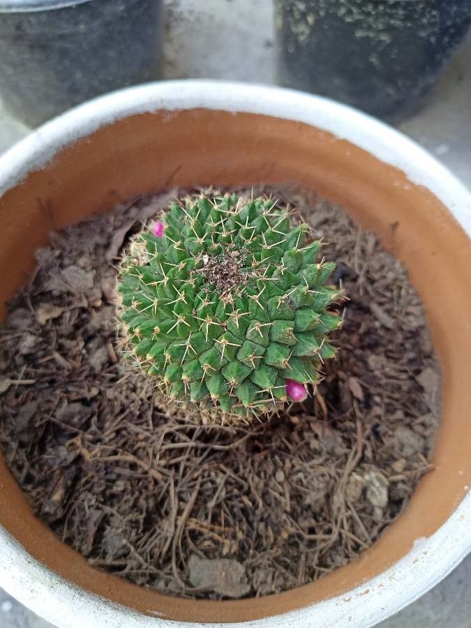 Mammillaria polythele fruit