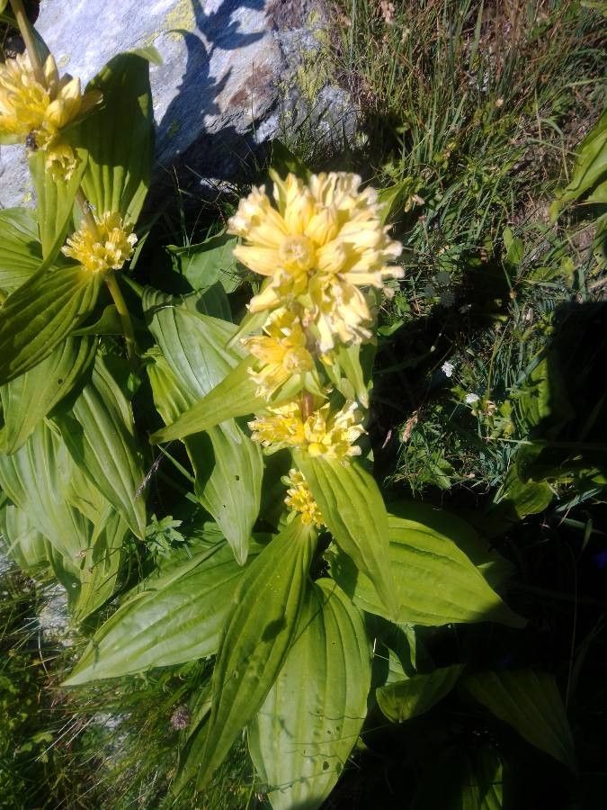 Gentiana burseri flower