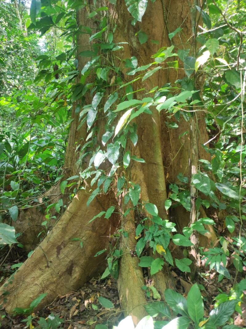 Styphnolobium sporadicum bark