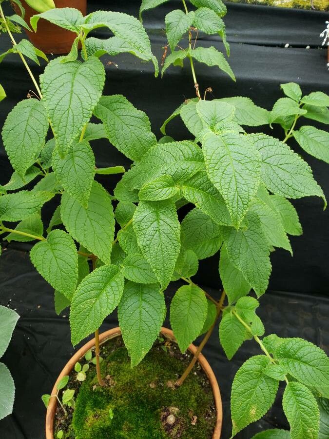 Sinningia aggregata habit