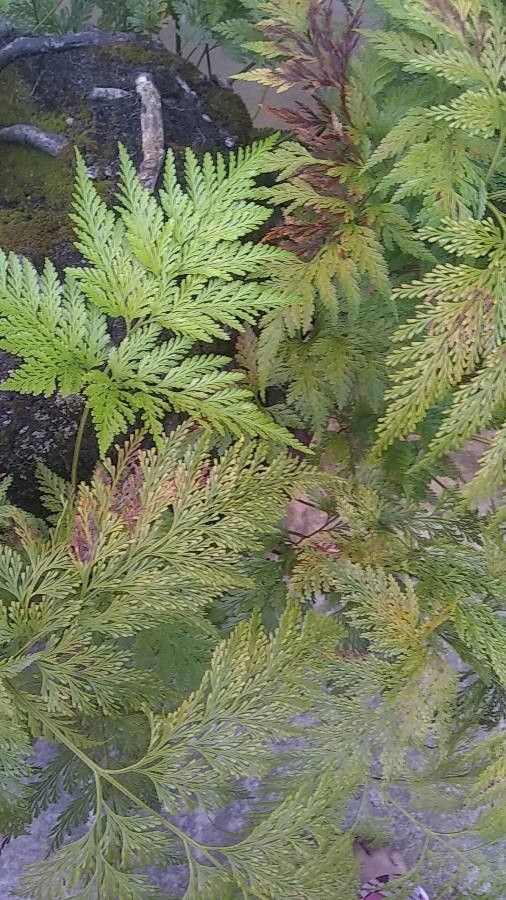 Davallia solida bark