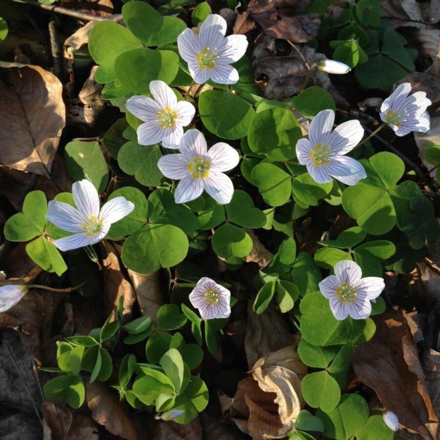 Oxalis acetosella flower