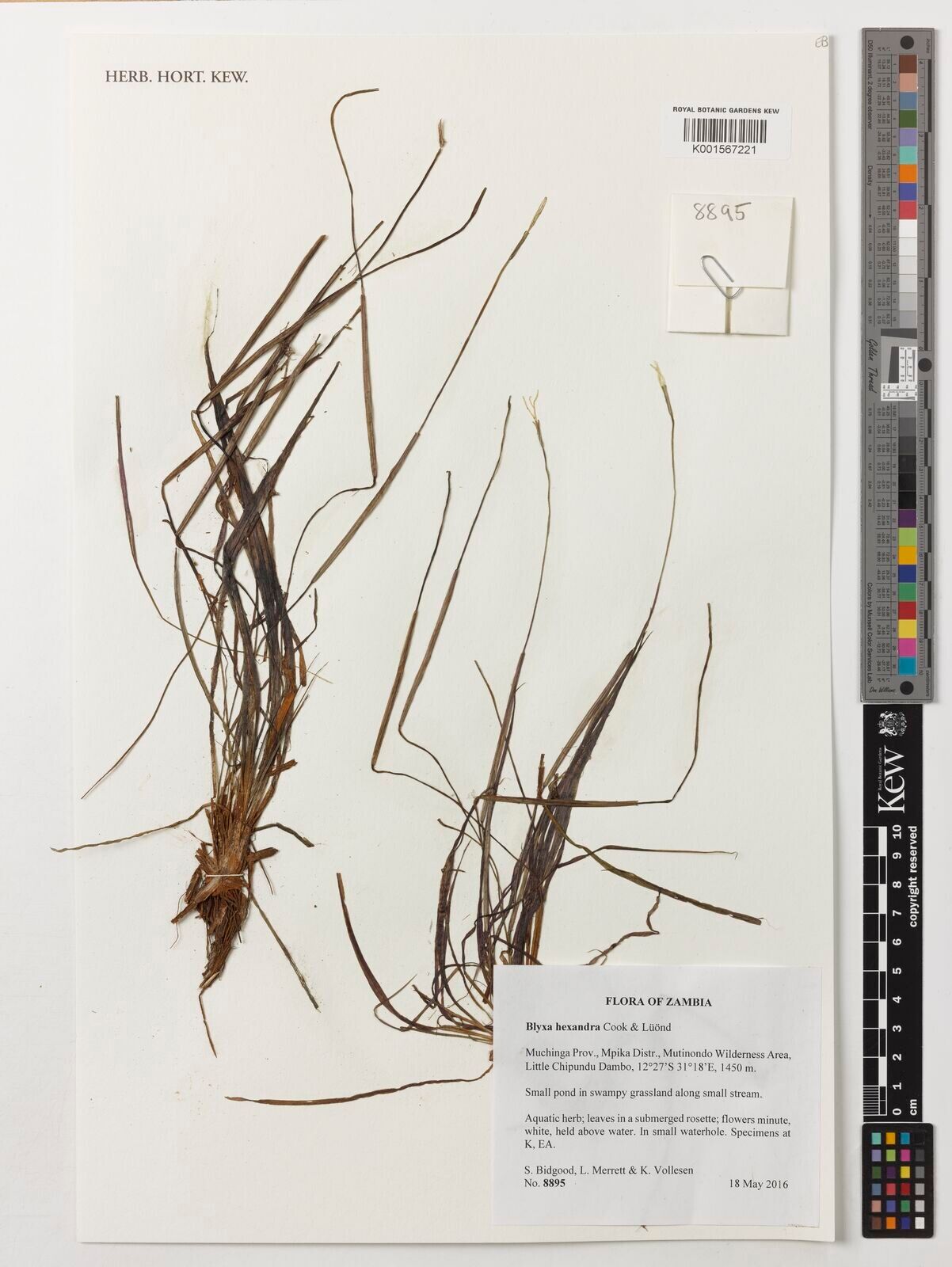 Blyxa hexandra — related species from the same genus