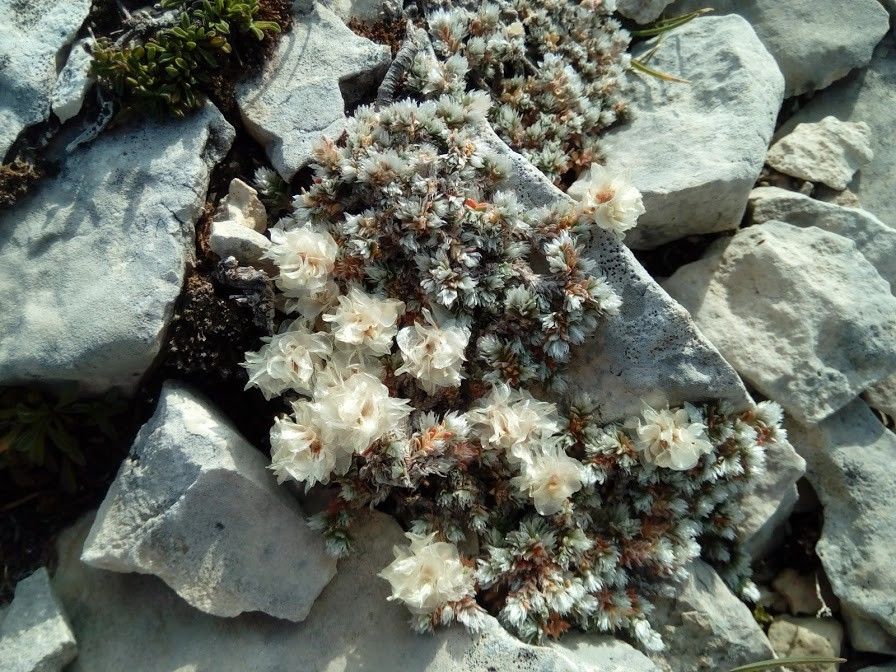 Paronychia kapela flower