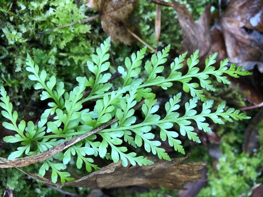 Asplenium cuneatum leaf