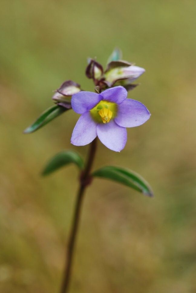 Exacum stenophyllum — houseplant care guide