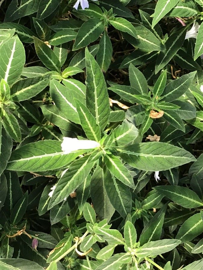 Ruellia makoyana leaf