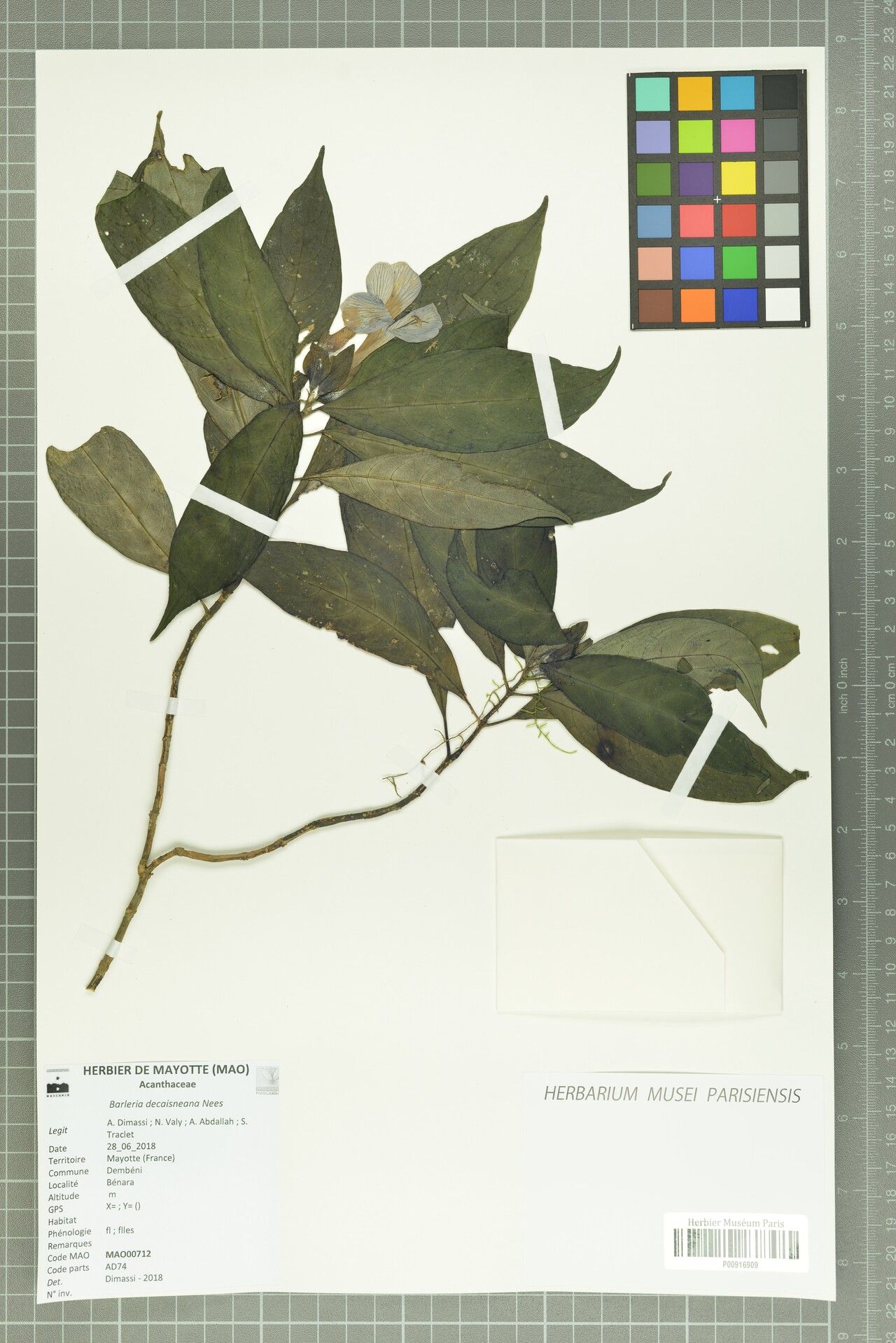 Barleria decaisneana — houseplant care guide