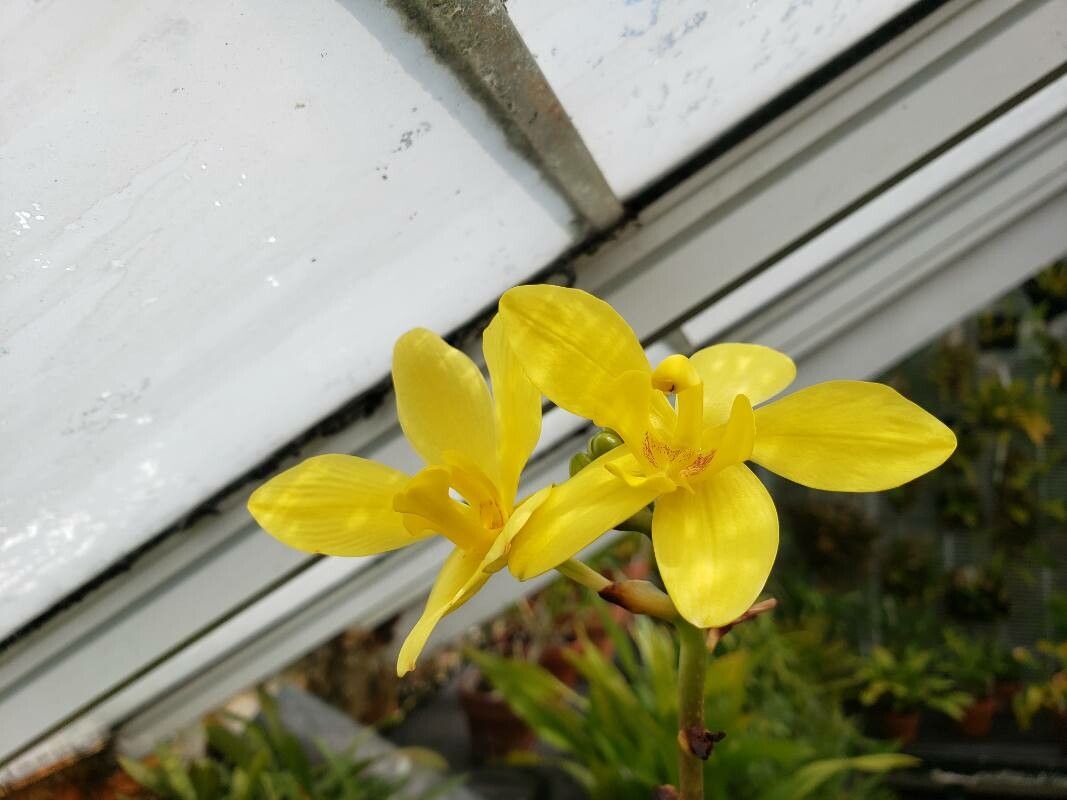 Spathoglottis kimballiana flower