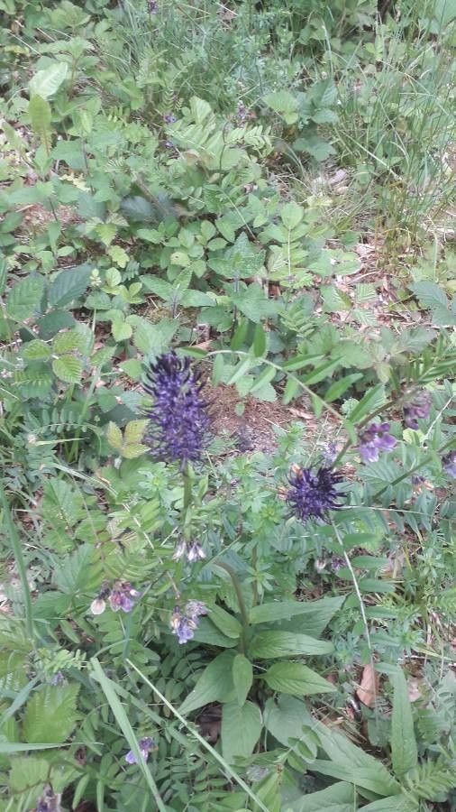 Phyteuma nigrum flower