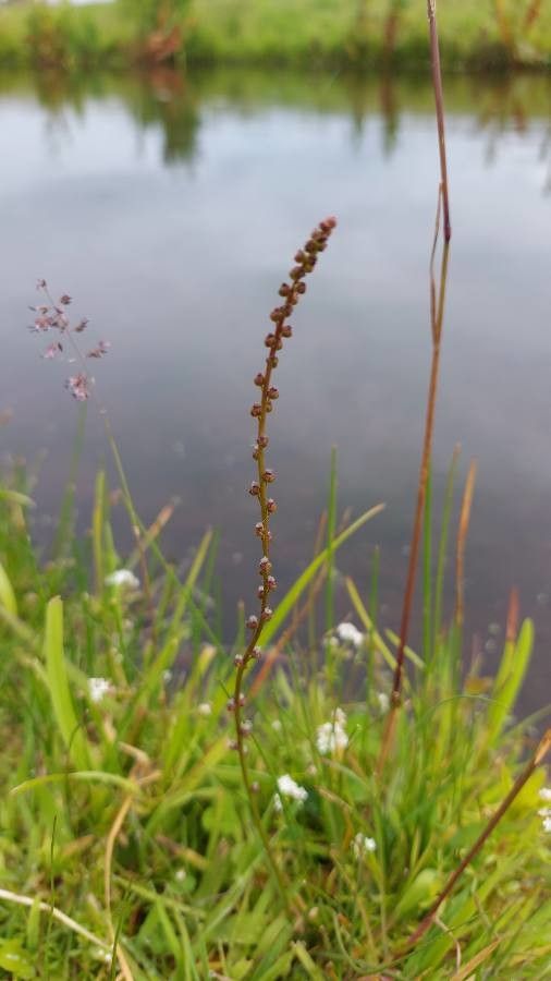 Triglochin palustre leaf