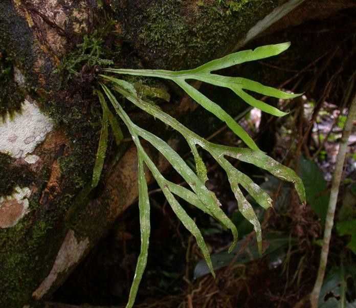 Pleopeltis christensenii other