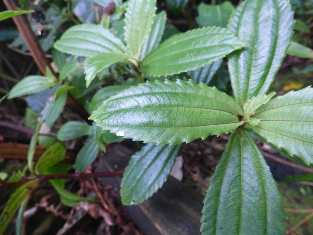 Pilea umbellata leaf