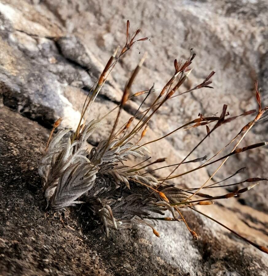 Tillandsia kuehhasii habit