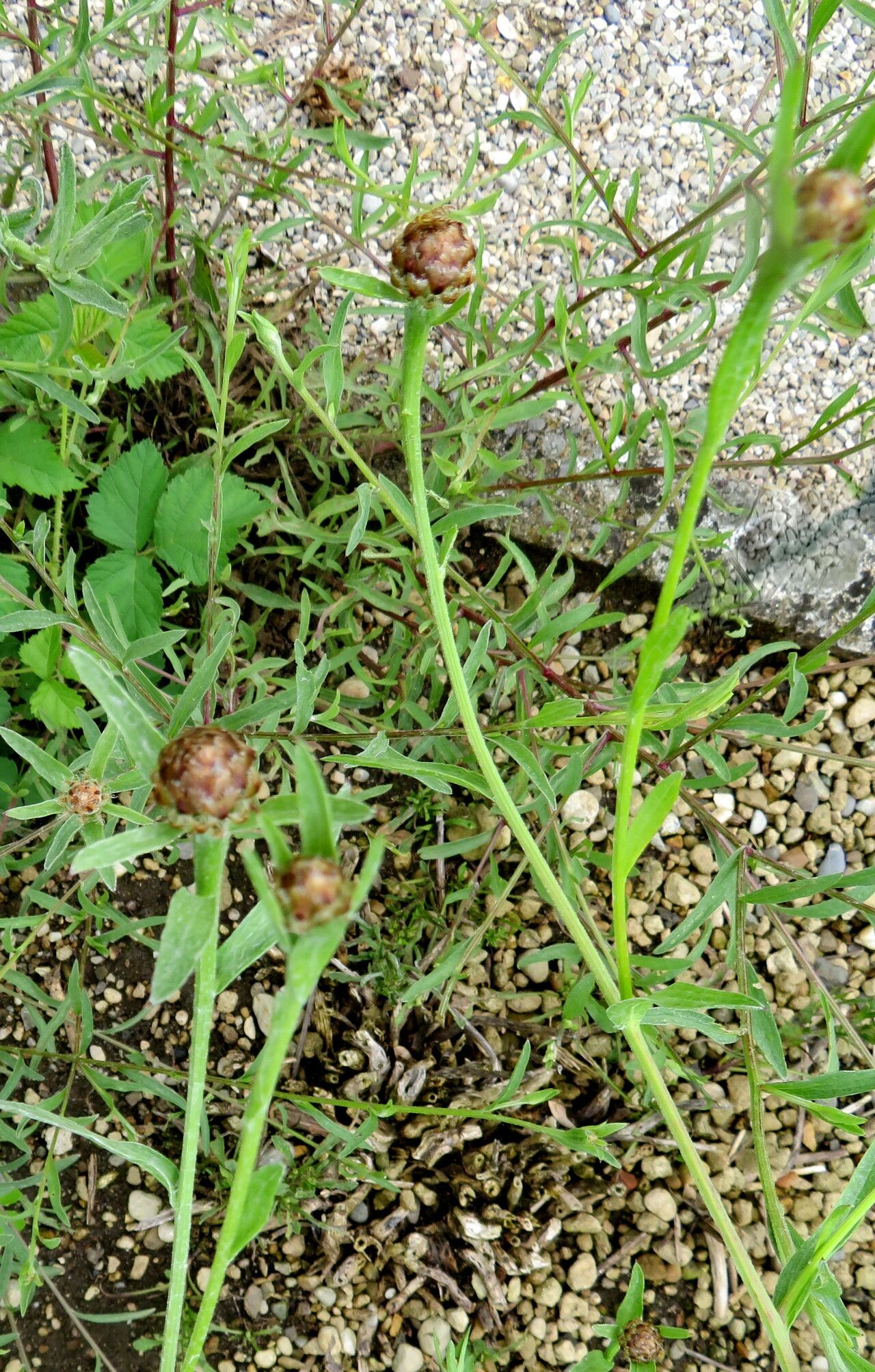 Psephellus sumensis flower