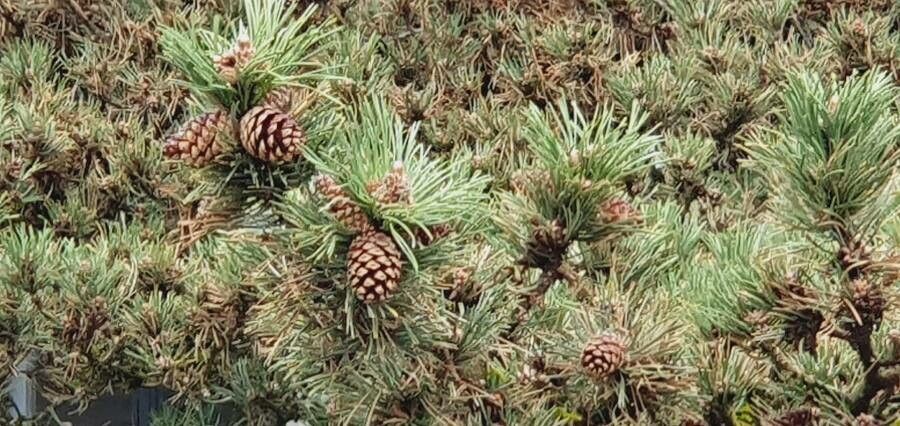 Pinus longaeva fruit