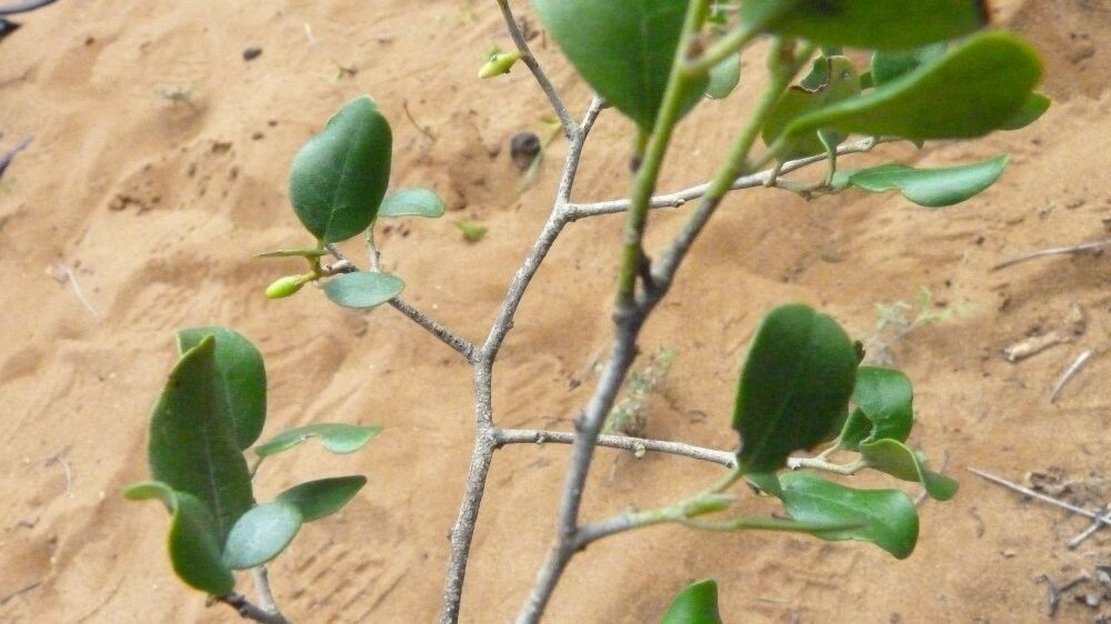 Diospyros suarezensis — houseplant care guide