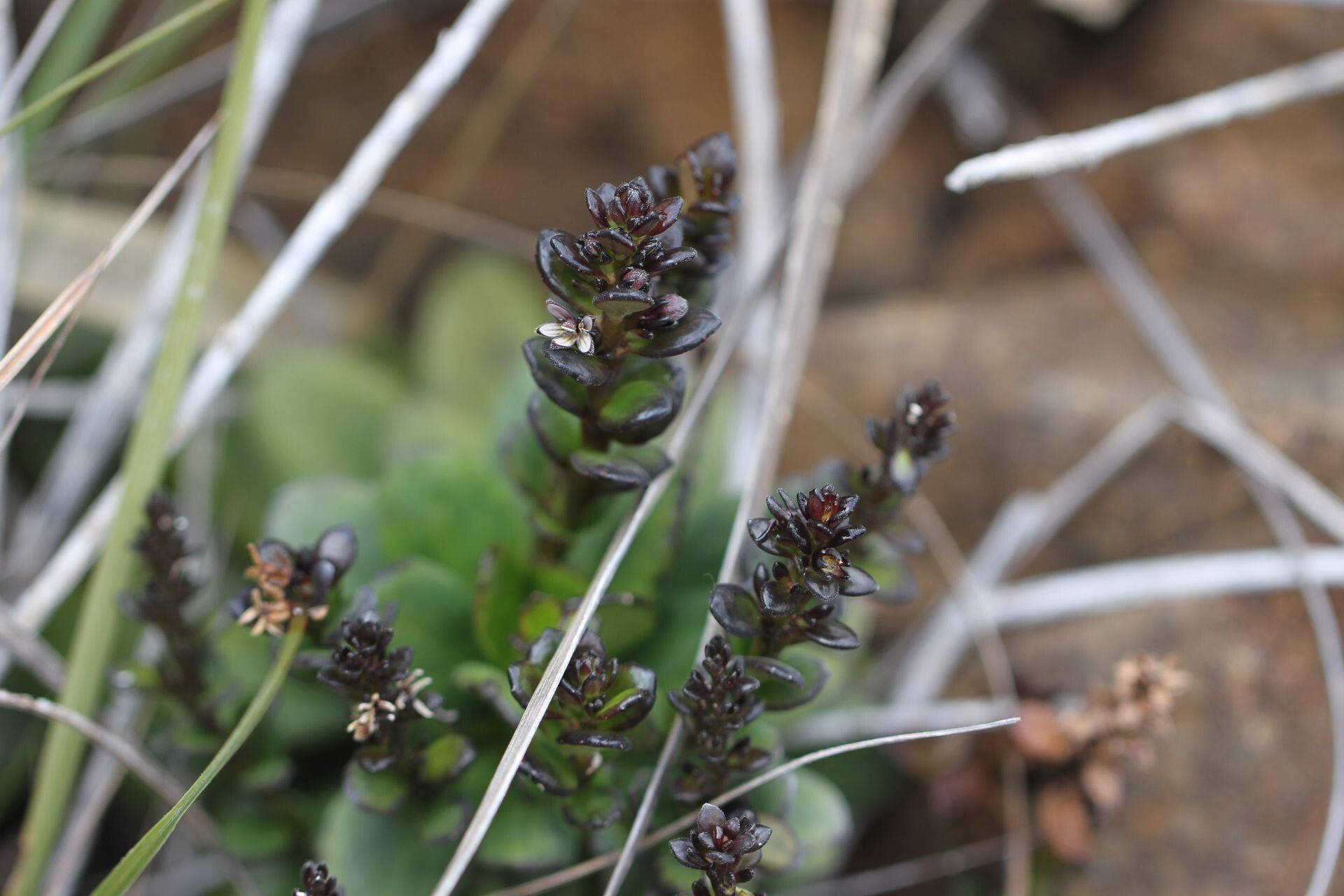 Scaevola racemigera habit