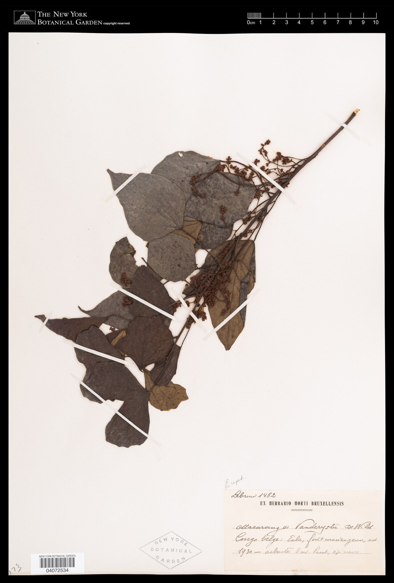 Macaranga vanderystii — houseplant care guide