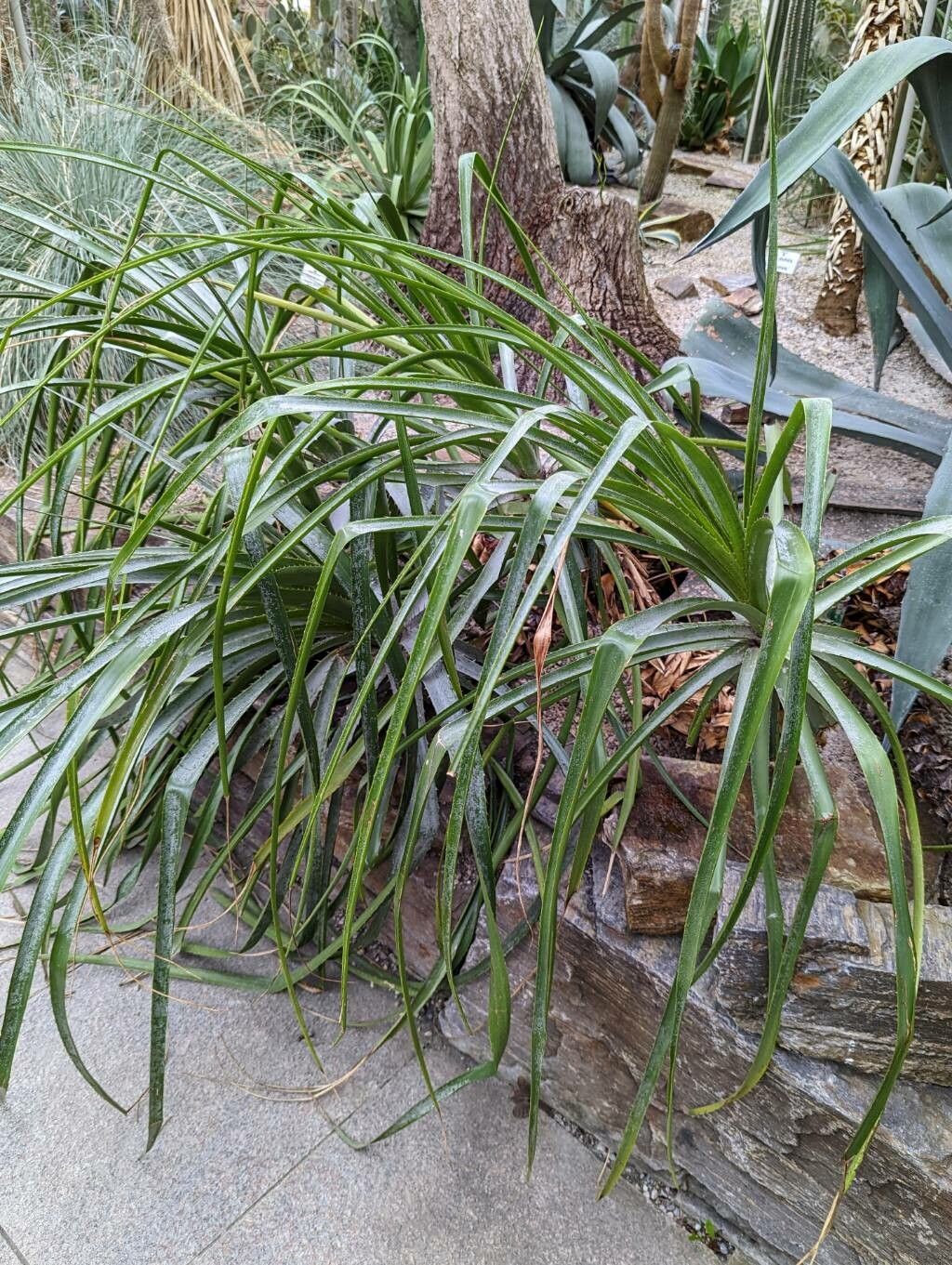 Puya parviflora habit