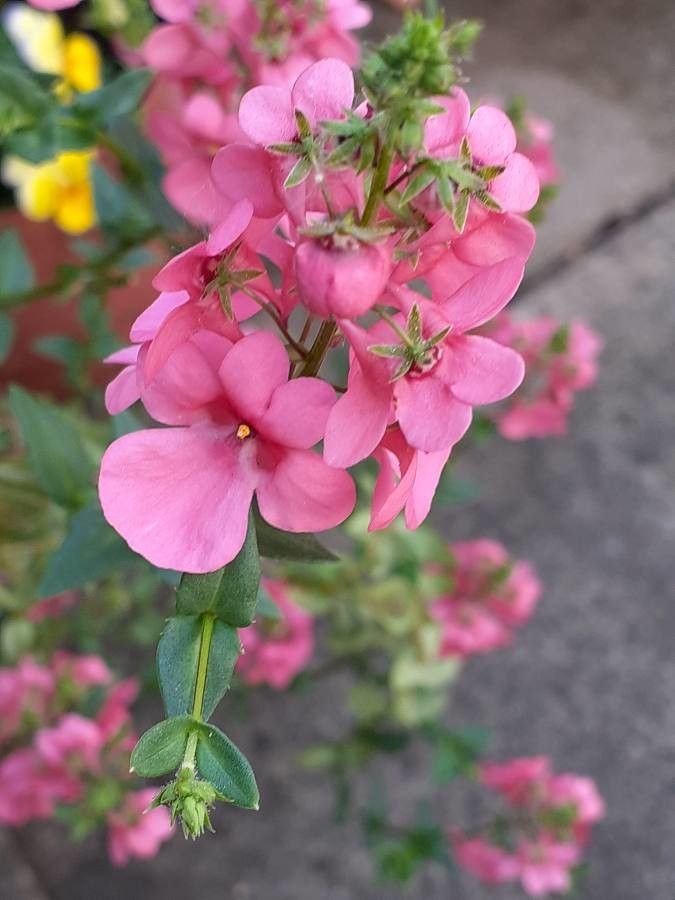Diascia rigescens flower
