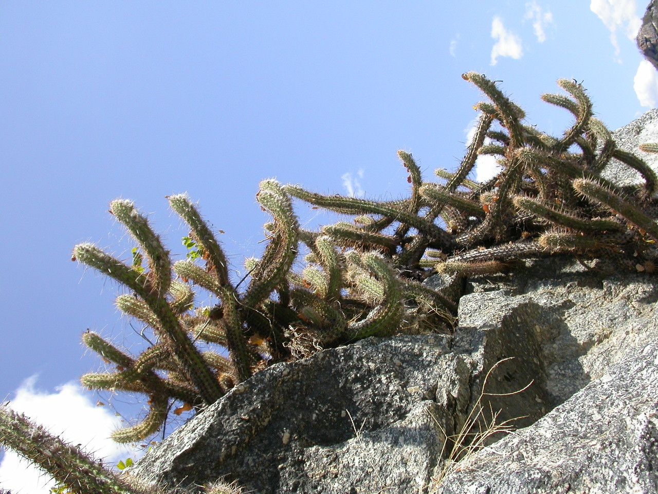 Pilosocereus gounellei bark