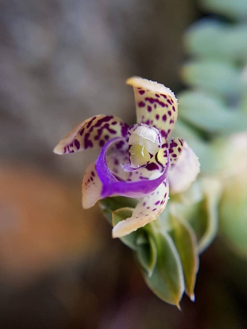 Dichaea poicillantha flower