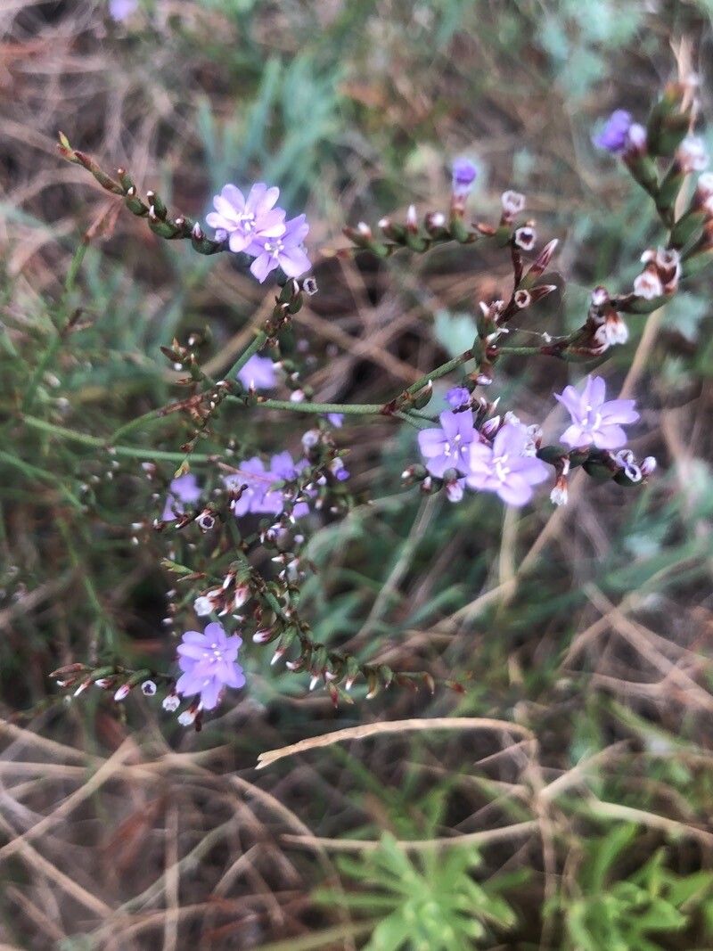 Limonium dufourii flower