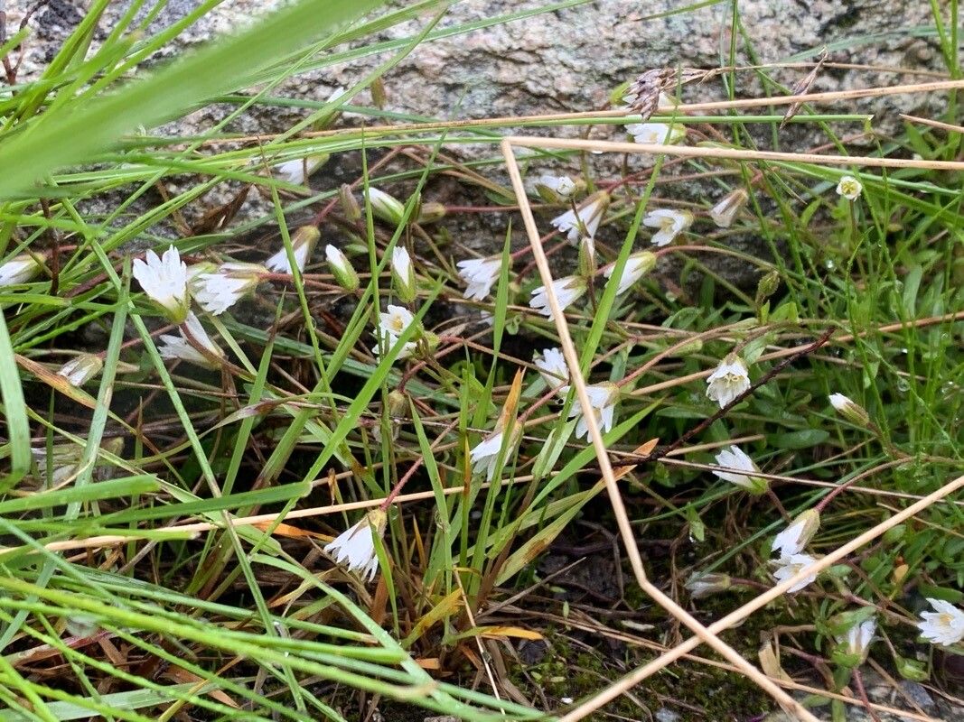 Cerastium dubium flower