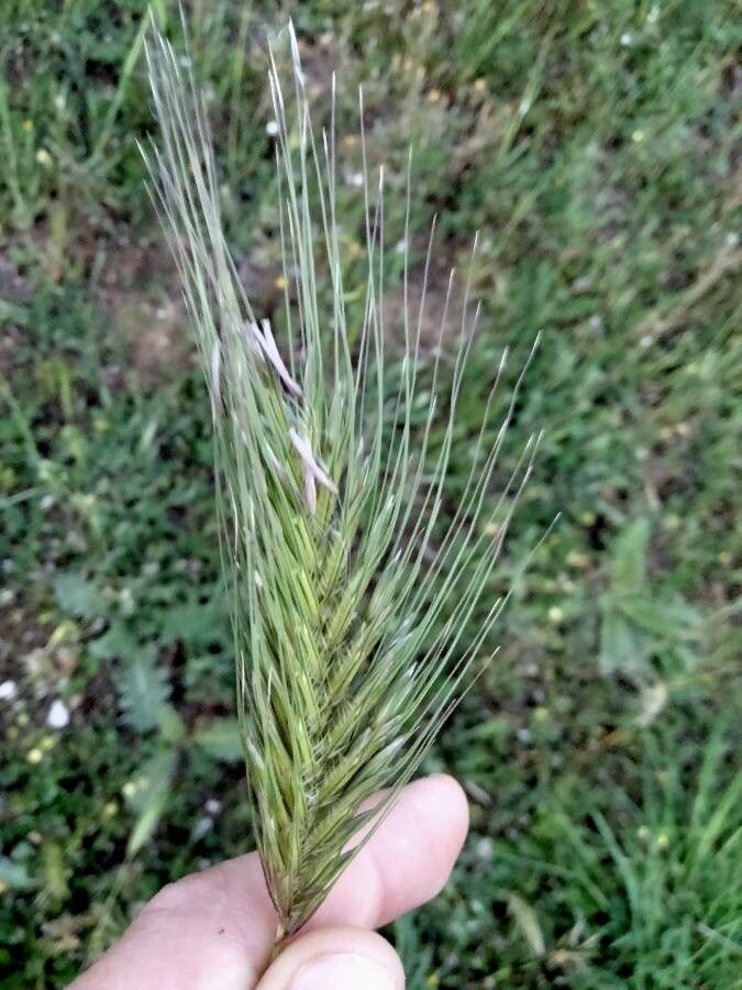 Dasypyrum villosum fruit