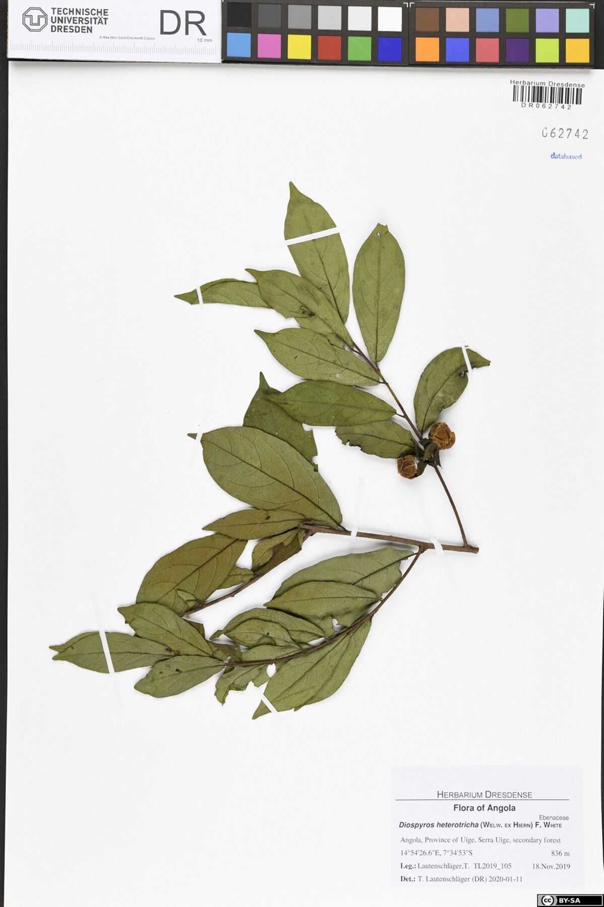 Diospyros heterotricha — houseplant care guide