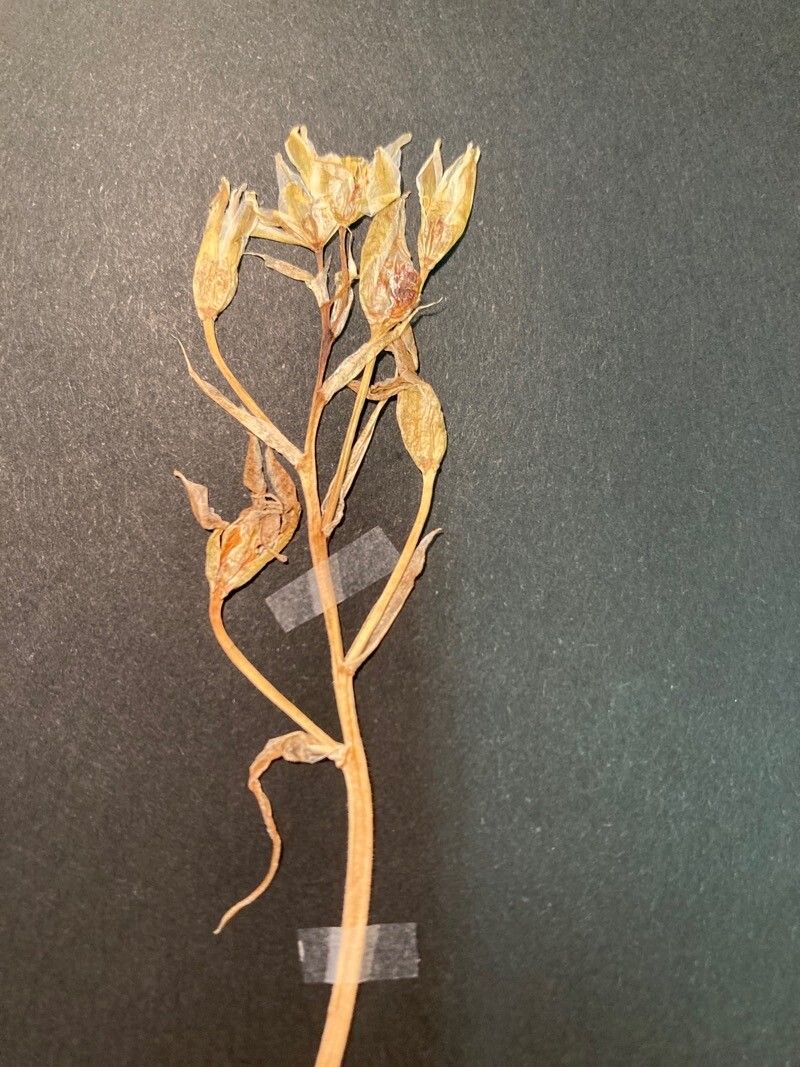 Ornithogalum montanum flower