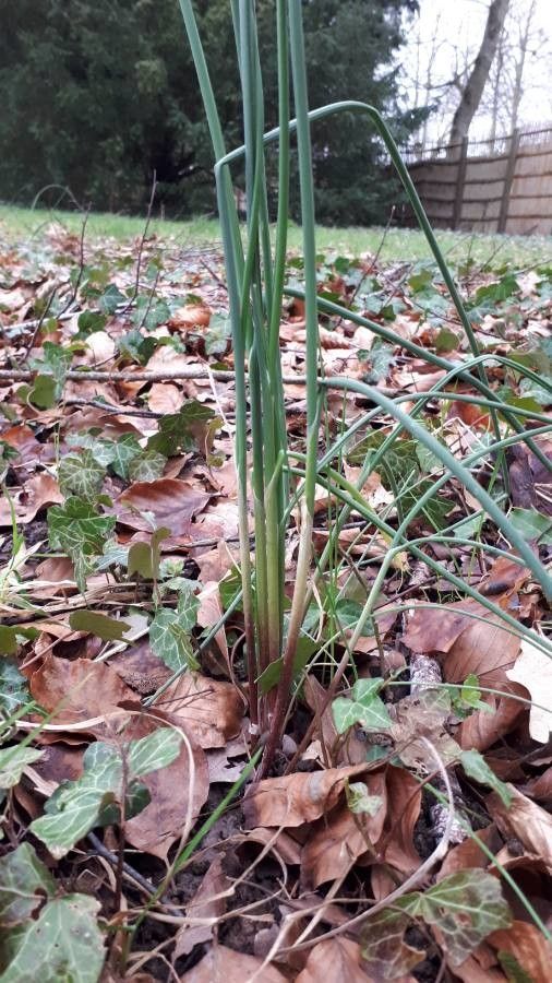 Allium trifoliatum leaf